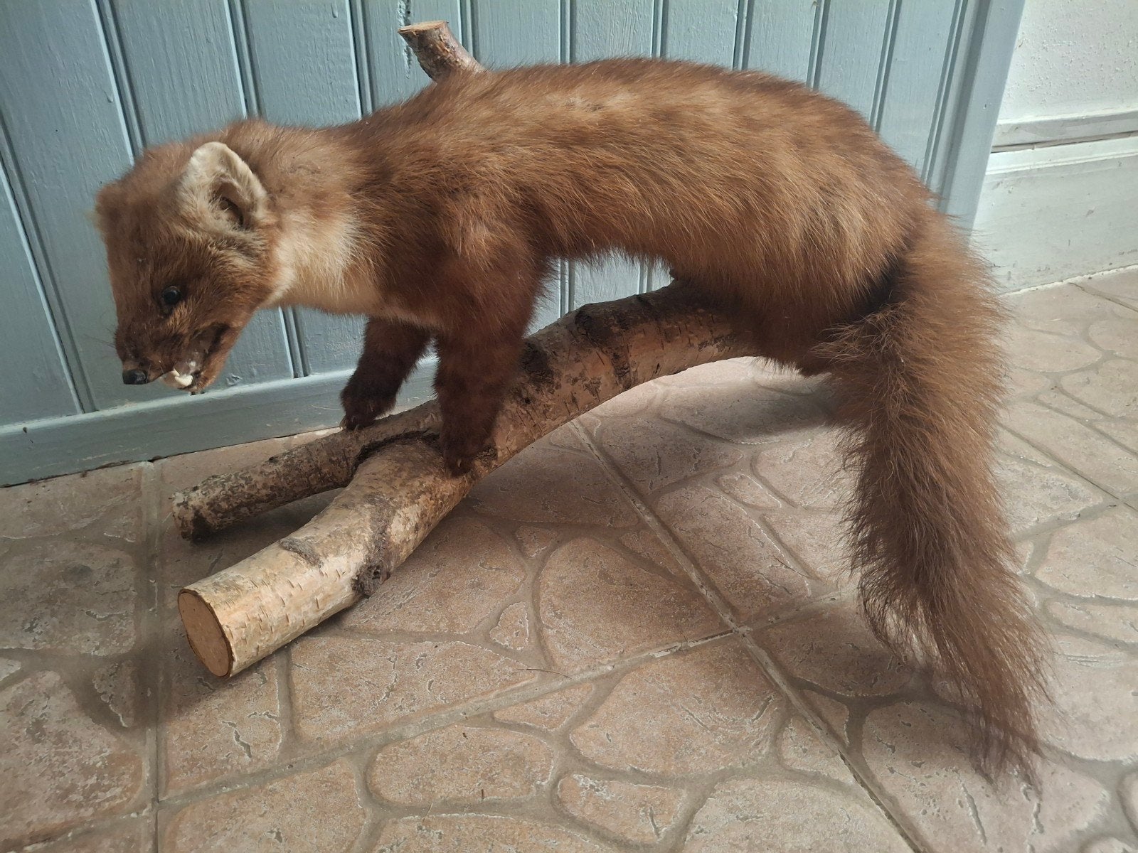 Opgezette boommarter - taxidermie, Ophalen, Opgezet dier