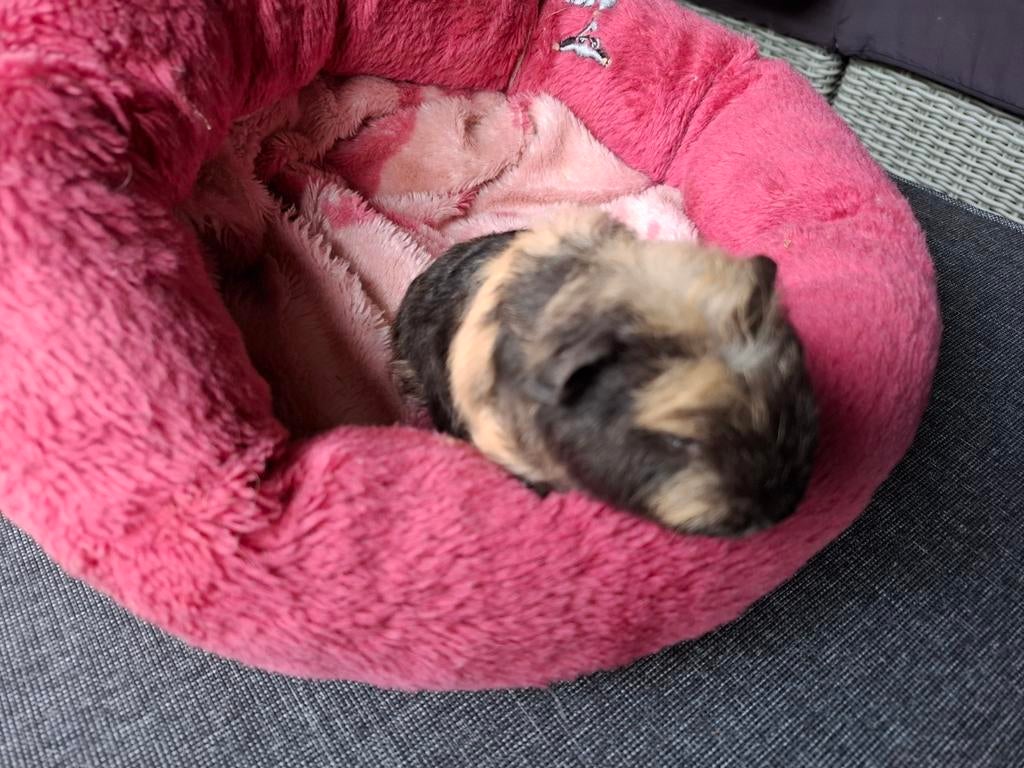 Te reserveren CH cavia beertje, Dieren en Toebehoren, Knaagdieren, Mannelijk, Cavia, April, Tam