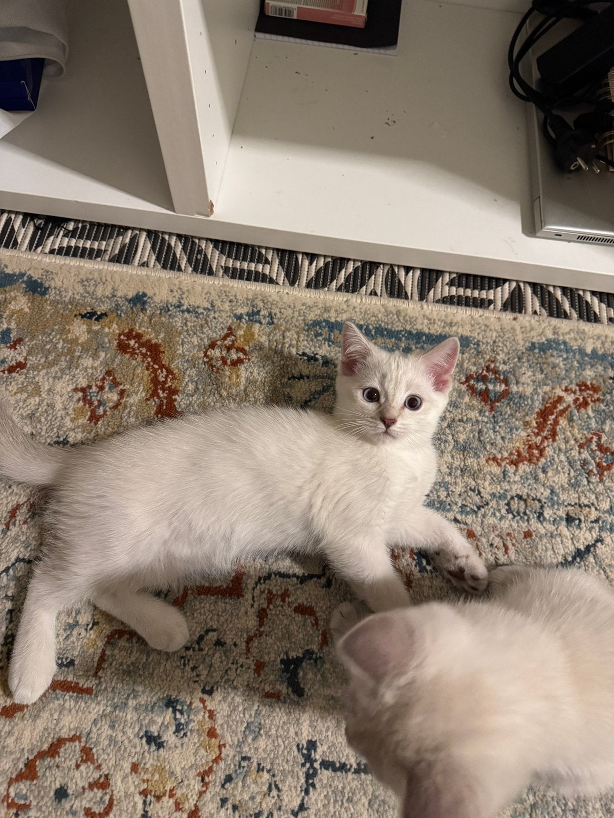Mooie Britse kitten te koop, Kater, Ontwormd
