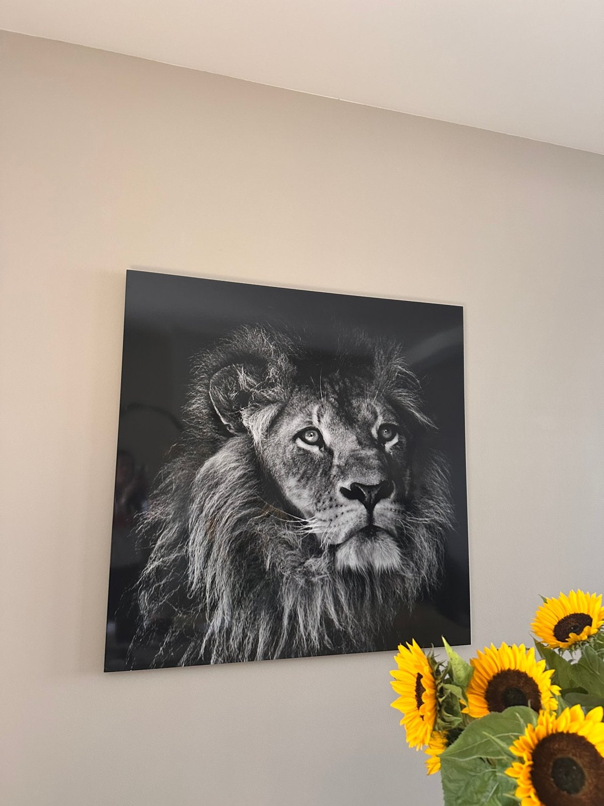 MondiArt Leeuw op aluminium 120x120, Ophalen, Zo goed als nieuw, Schilderij