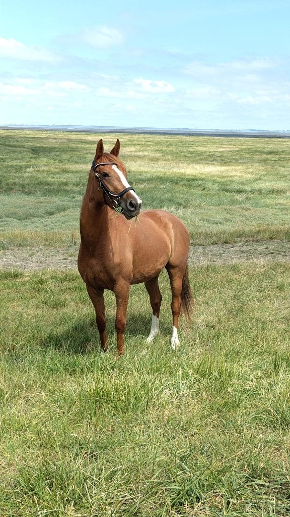 Gezocht: Boomstammen voor Paddock Paradise en Crosshindernis, Minder dan 3 m³, Ophalen, Overige houtsoorten, Stammen