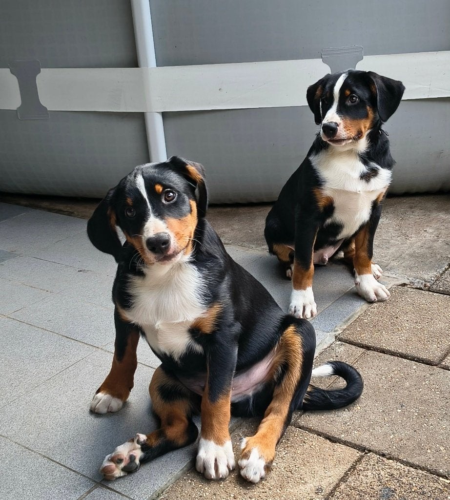 Appenzeller Sennen pups, Dieren en Toebehoren, Honden | Herdershonden en Veedrijvers, Parvo, 8 tot 15 weken, Meerdere, Nederland