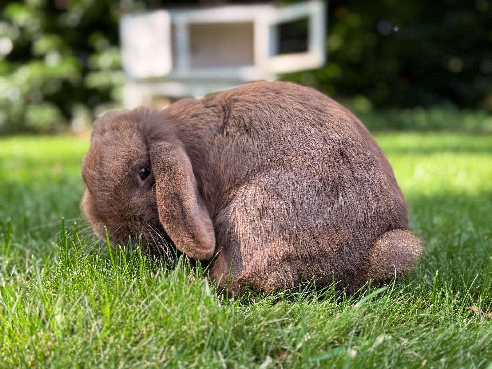 Mini-lop konijn te koop, Vrouwelijk