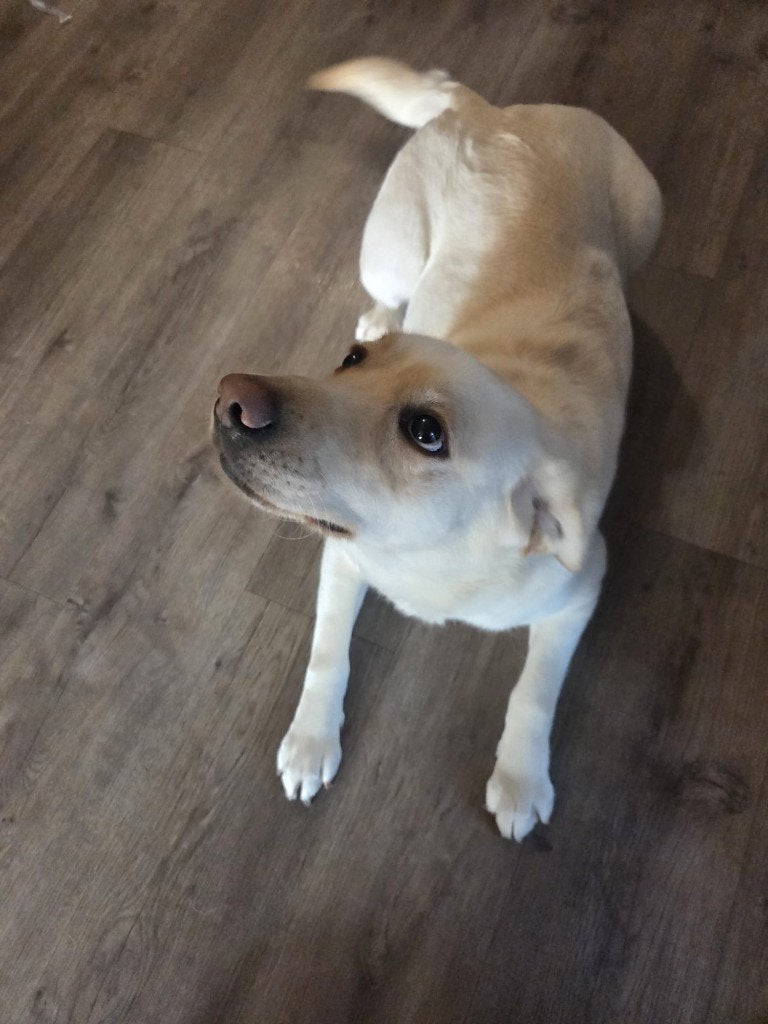 Labrador, Overige rassen, 1 tot 2 jaar, Teef, Parvo