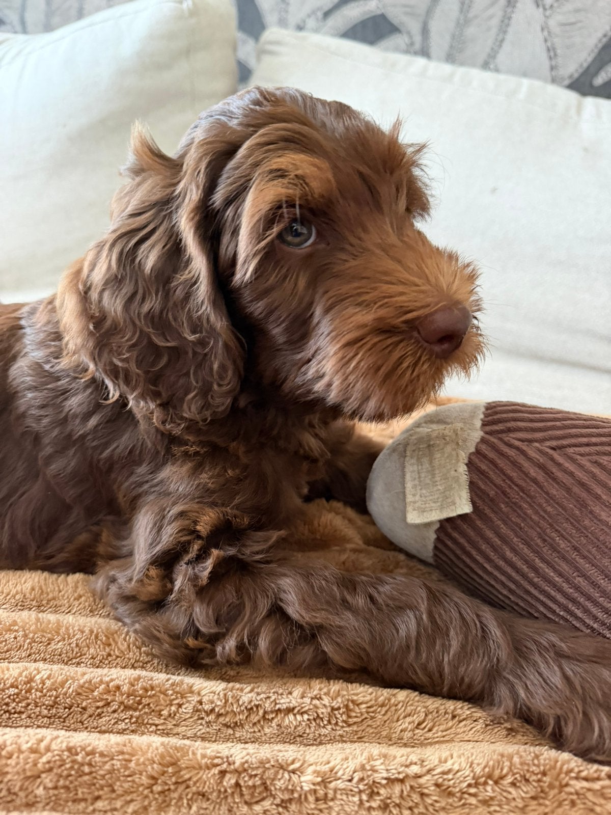 Medium Australian Labradoodle Pup - Chocoladebruin - Reu, Dieren en Toebehoren, Honden | Niet-rashonden, Parvo, Reu, 8 tot 15 weken