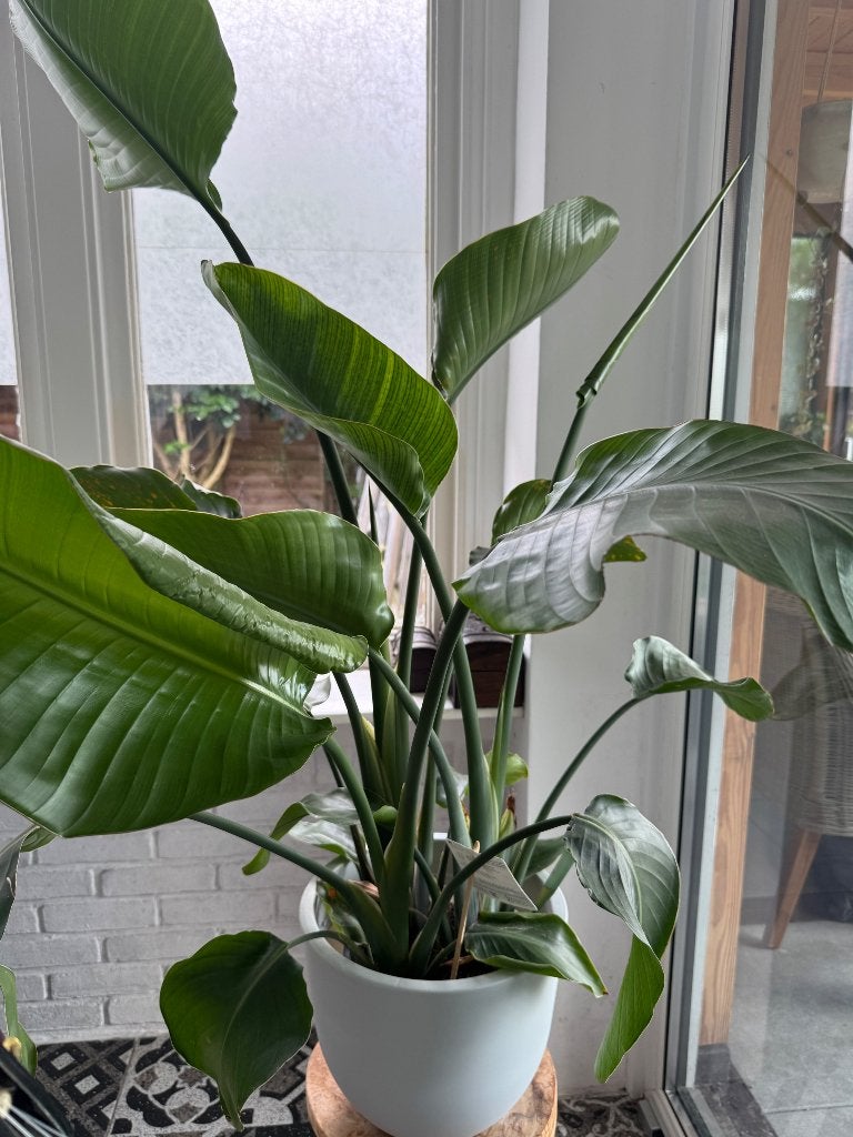 Binnen planten, Ophalen, In pot, Halfschaduw, Minder dan 100 cm