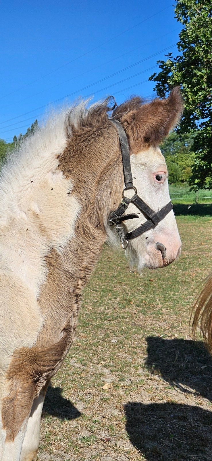 Super relaxed tinker irish cob hengst veulen, Dieren en Toebehoren, Paarden, Hengst, Minder dan 160 cm, 0 tot 2 jaar, Recreatiepaard