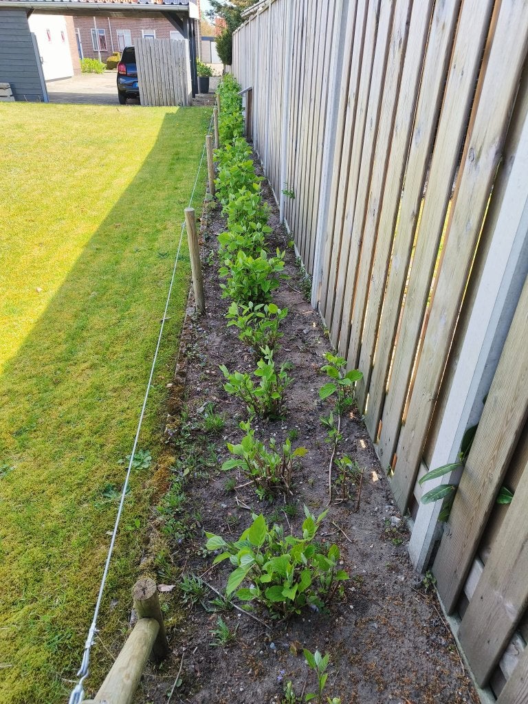 Te koop 70 st annabelle strong (5 jarig), Tuin en Terras, Planten | Struiken en Hagen, Struik, Hortensia, 100 tot 250 cm, Ophalen