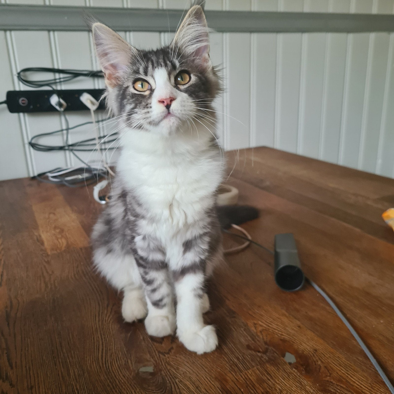Laatste maine coon vrouwtje, Meerdere dieren, Ontwormd, 0 tot 2 jaar