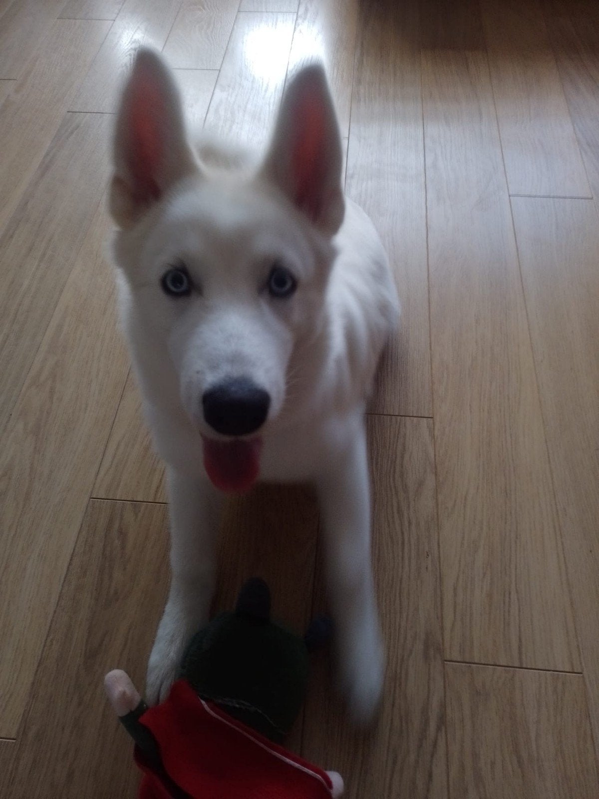 Husky puppy wit, Dieren en Toebehoren, 15 weken tot 1 jaar, Reu, CDV (hondenziekte), Poolhond