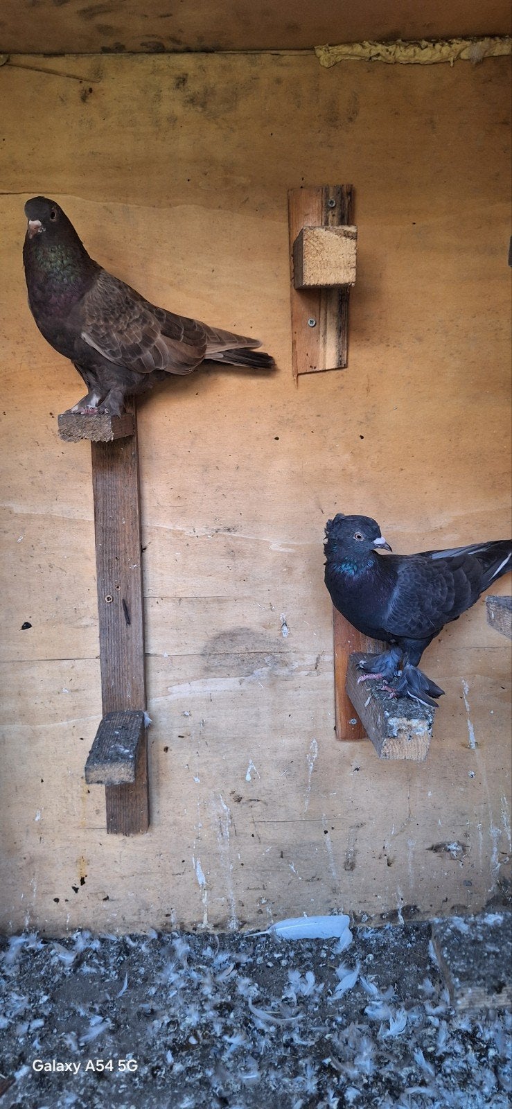 takla, Dieren en Toebehoren, Meerdere dieren, Postduif