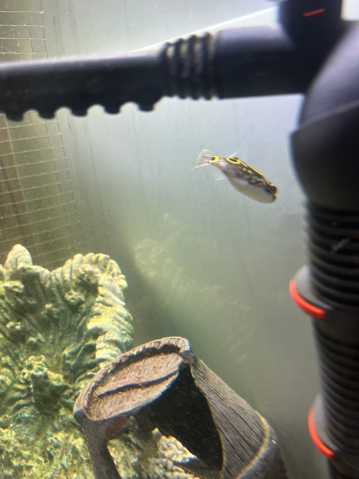 Kogelvis pufferfish figure8, Vis