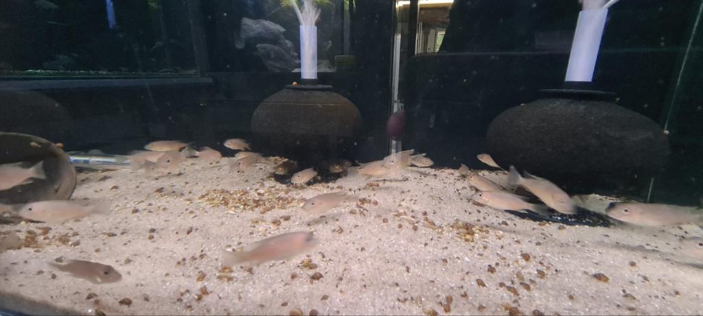 Gnathochromis permaxillaris, Vis