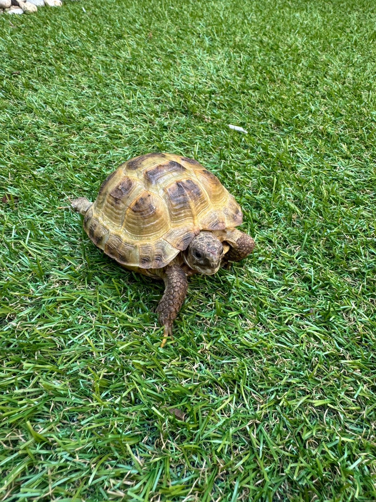 Russische landschildpadden, Schildpad, Met terrarium, 3 tot 6 jaar