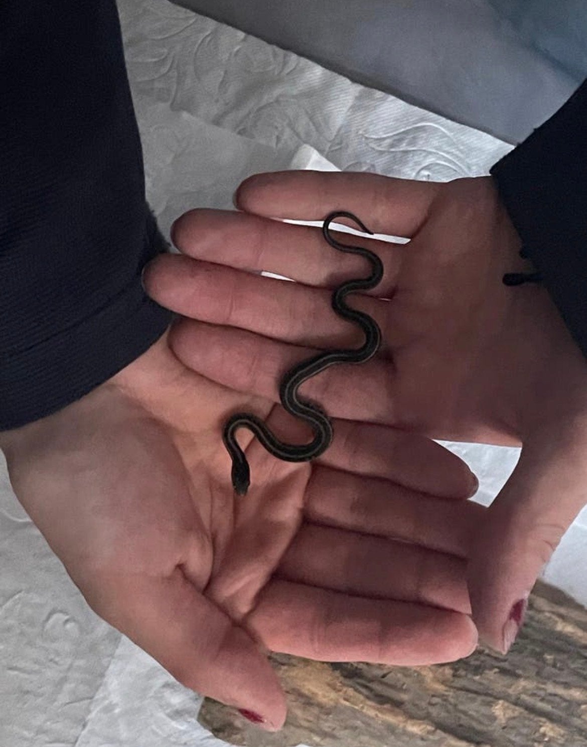 Baby Thamnophis Sirtalis, Slang, 0 tot 2 jaar