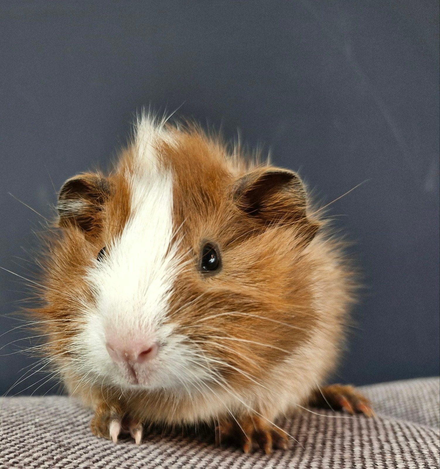 baby cavia zeugjes schimmel&schimmel agouti met borstels, Dieren en Toebehoren, Cavia, Vrouwelijk, Tam, September