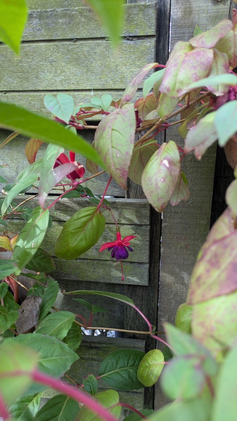 Fuchsia, Tuin en Terras, Vaste plant, Halfschaduw, Zomer, Ophalen