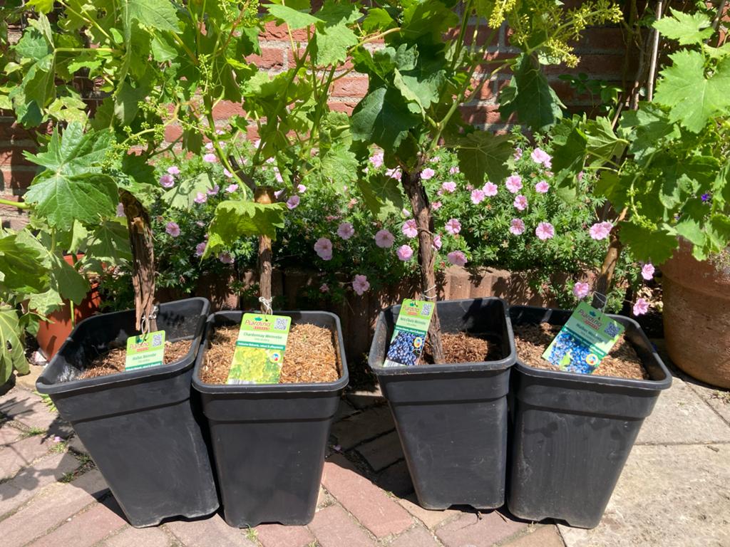 Wijnstokken: Chardonnay, Malbec, Nero d'Avola, Tuin en Terras, Planten | Tuinplanten, Volle zon, Vaste plant, Ophalen of Verzenden