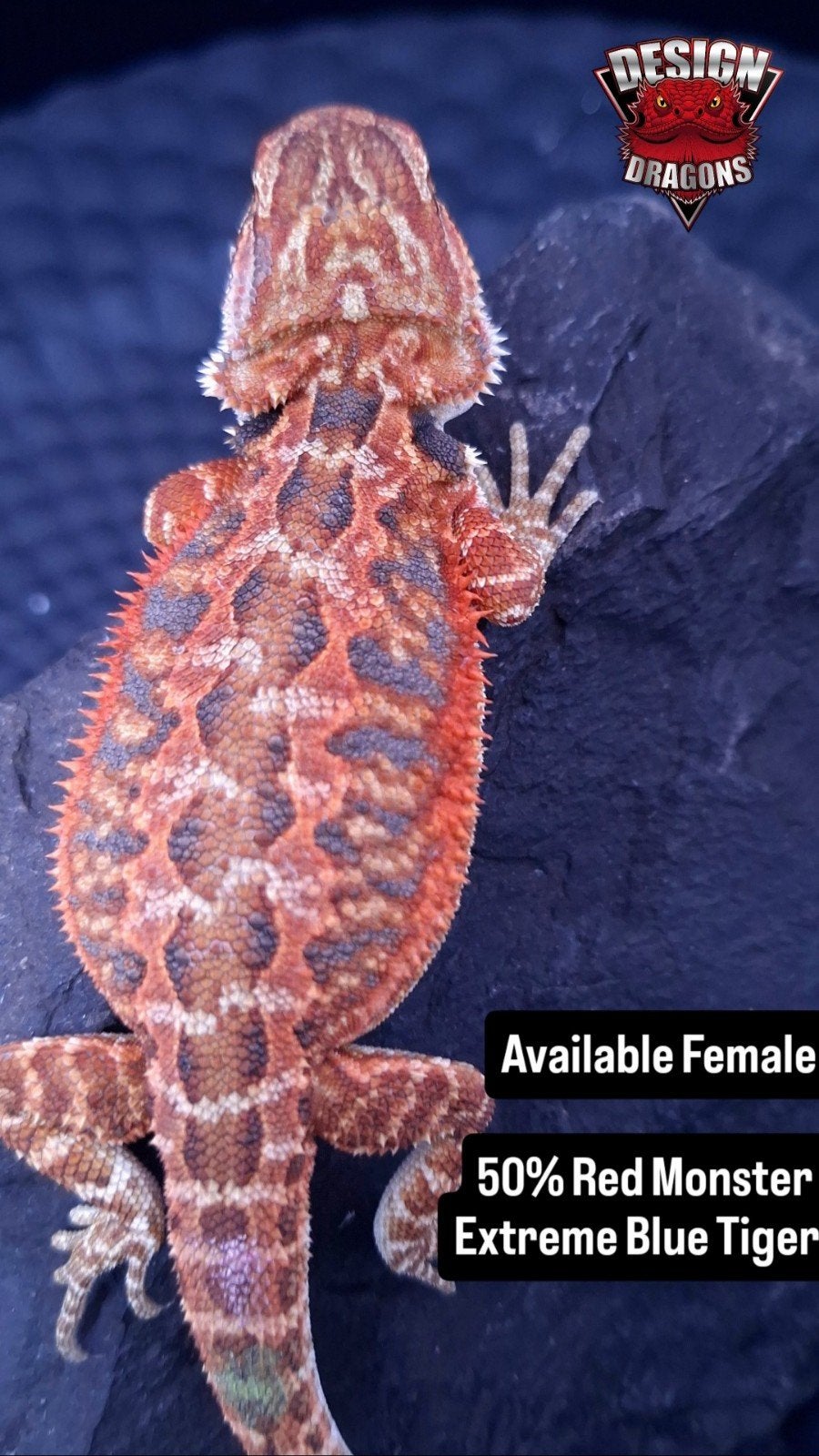 50% Red Monster Extreme Blue Tiger Baardagaam vrouw Bearded Dragon - female for sale from Design Dragons