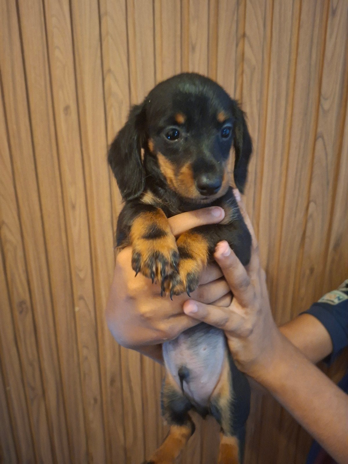 lieve dwerg Teckel pup ( reutje) mag nu naar zijn nieuwe hu, Parvo, 8 tot 15 weken, Korthaar, Dwerg