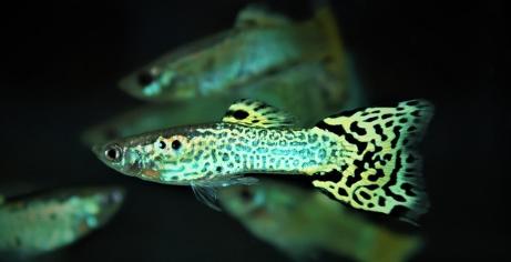 kweekgroep snakeskin groen, Vis, Zoetwatervis, Schoolvis