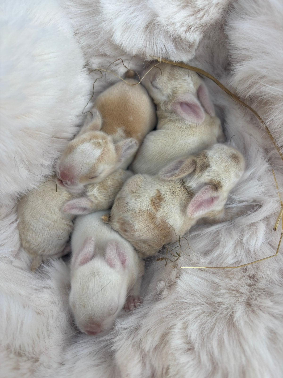 Prachtig nestje raszuivere minilop baby’s, Dieren en Toebehoren, Meerdere dieren, Dwerg, Hangoor, 0 tot 2 jaar
