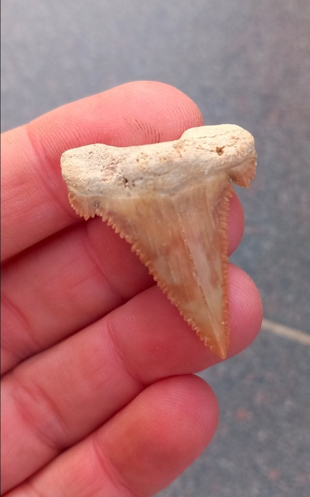 Mooie Palaeocarcharodon haaientand fossiel, Verzamelen, Mineralen en Fossielen, Ophalen of Verzenden, Fossiel