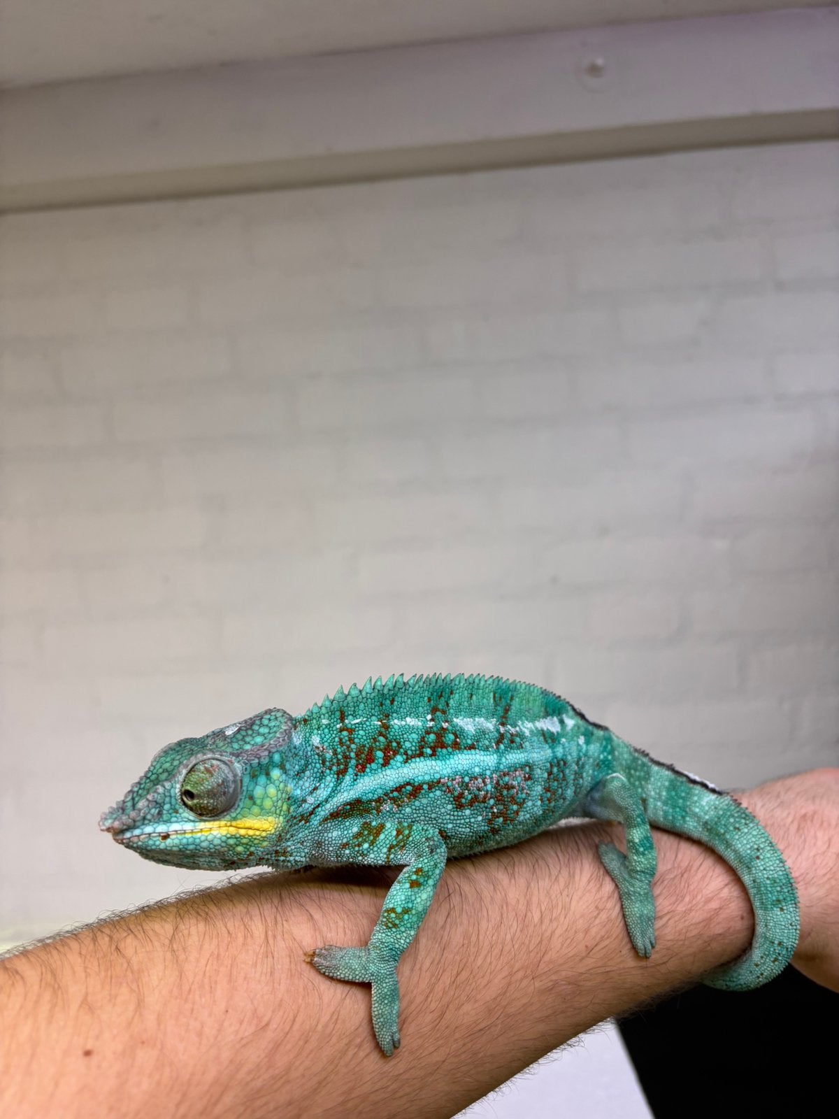 Prachtige super tamme panterkameleon man Chameleon photo 3