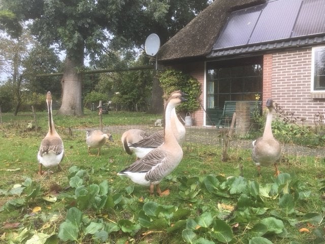 Ganzen, Meerdere dieren, Gans of Zwaan
