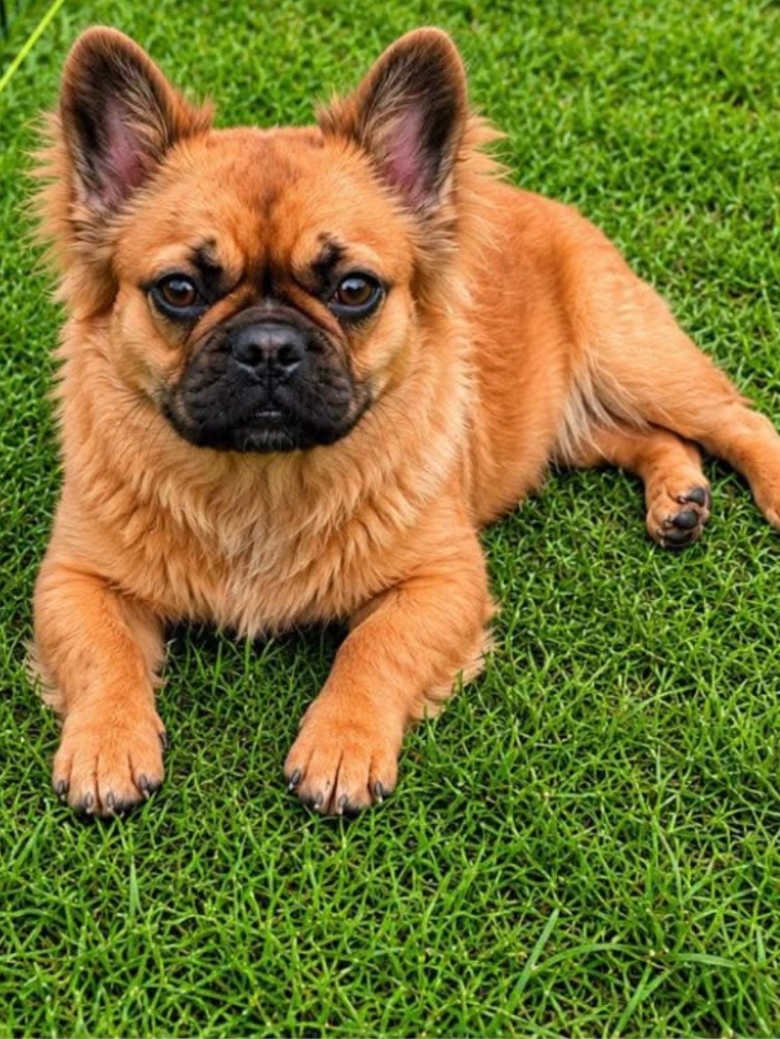 Te Koop Red Fawn Franse Bulldog Fluffy, Parvo, Nederland, 1 tot 2 jaar, Teef