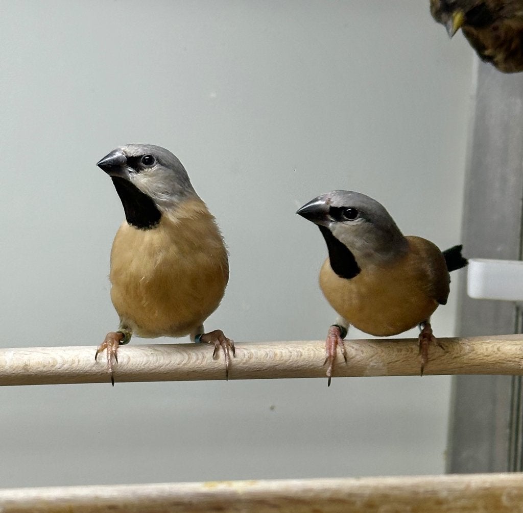 Gordelgrasvinken x spitsstaart amadines, Dieren en Toebehoren, Vogels | Overige Vogels, Meerdere dieren