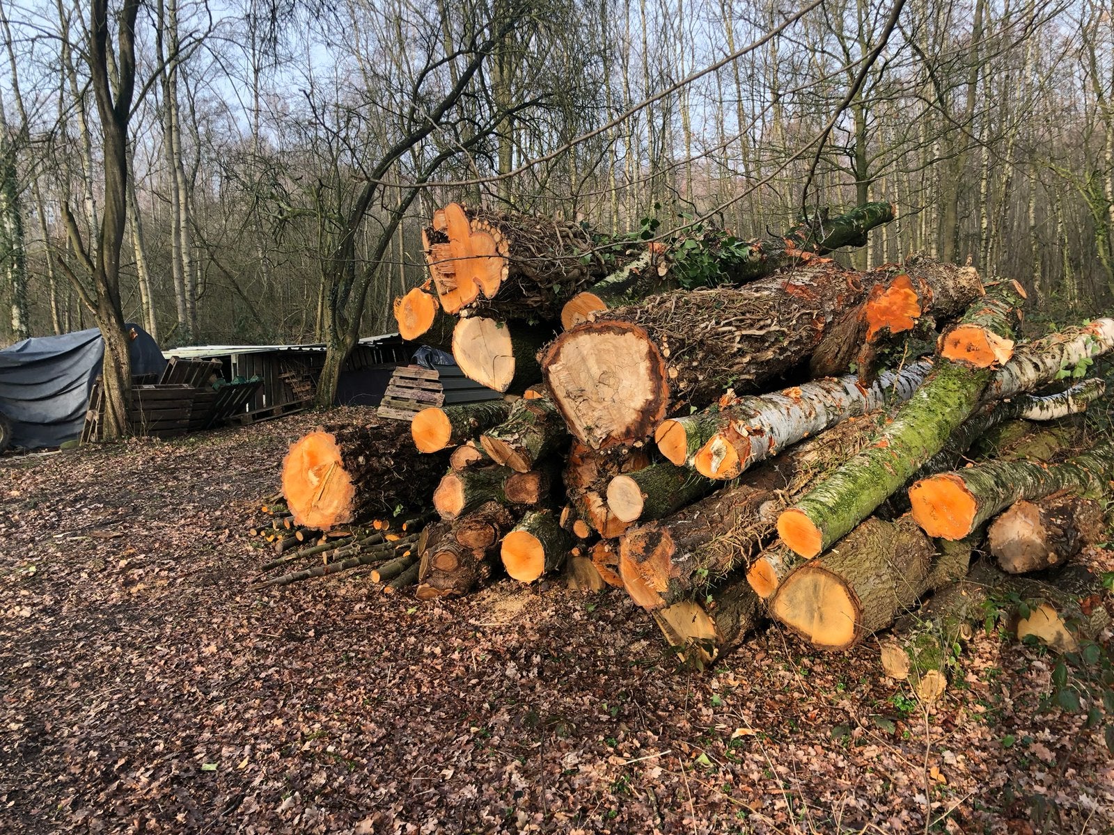 Haardhout Brandhout Kachelhout blokken ( omgeving Oldenzaal, Tuin en Terras, Ophalen, Berkenhout, Stammen
