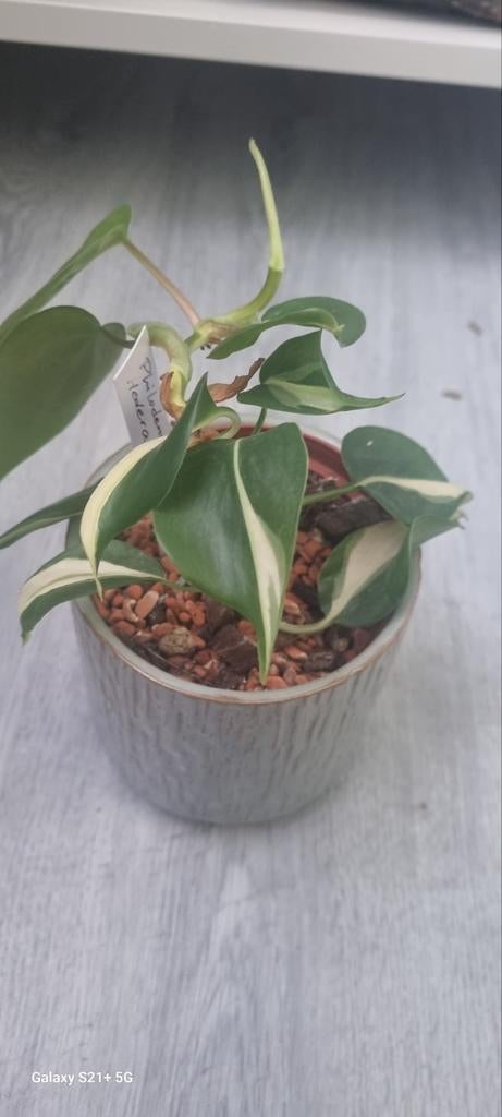 Philodendron scandens silver stripe, Huis en Inrichting, Kamerplanten, Ophalen of Verzenden, Halfschaduw, Minder dan 100 cm