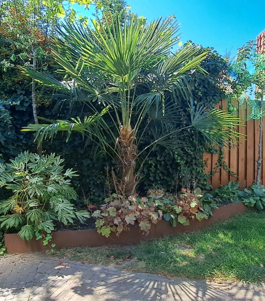 Winterharde palmboom, 250 tot 400 cm, Zomer, Palmboom, Ophalen