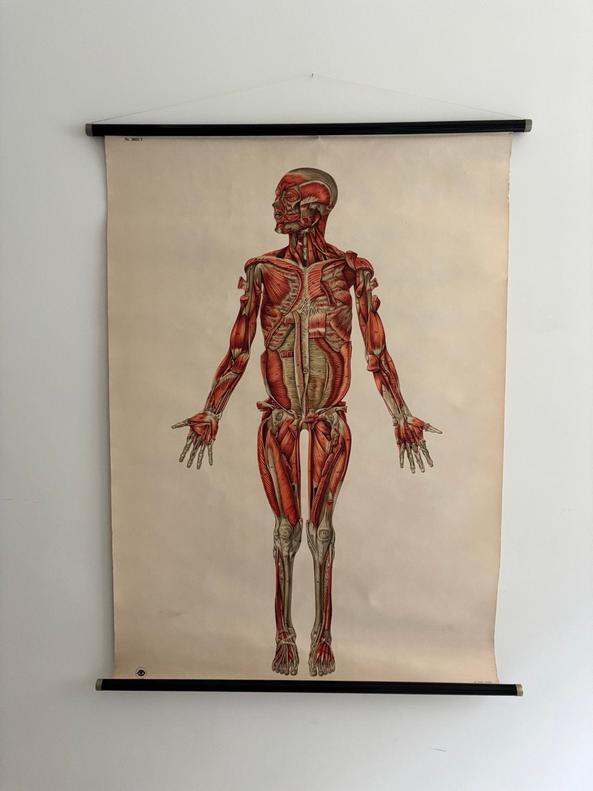 Originele anatomische schoolplaat Deutsches Hygiene-Museum, Ophalen, Natuur en Biologie