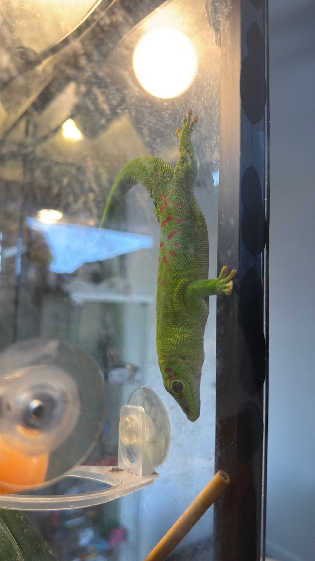 GEZOCHT! Phelsuma grandis man, Dieren en Toebehoren, 0 tot 2 jaar