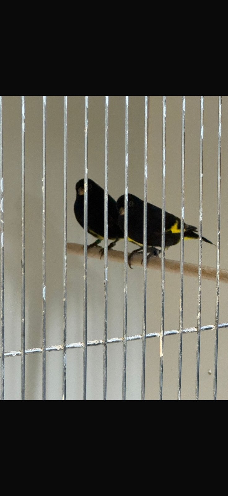 Zwarte sijzen, Meerdere dieren