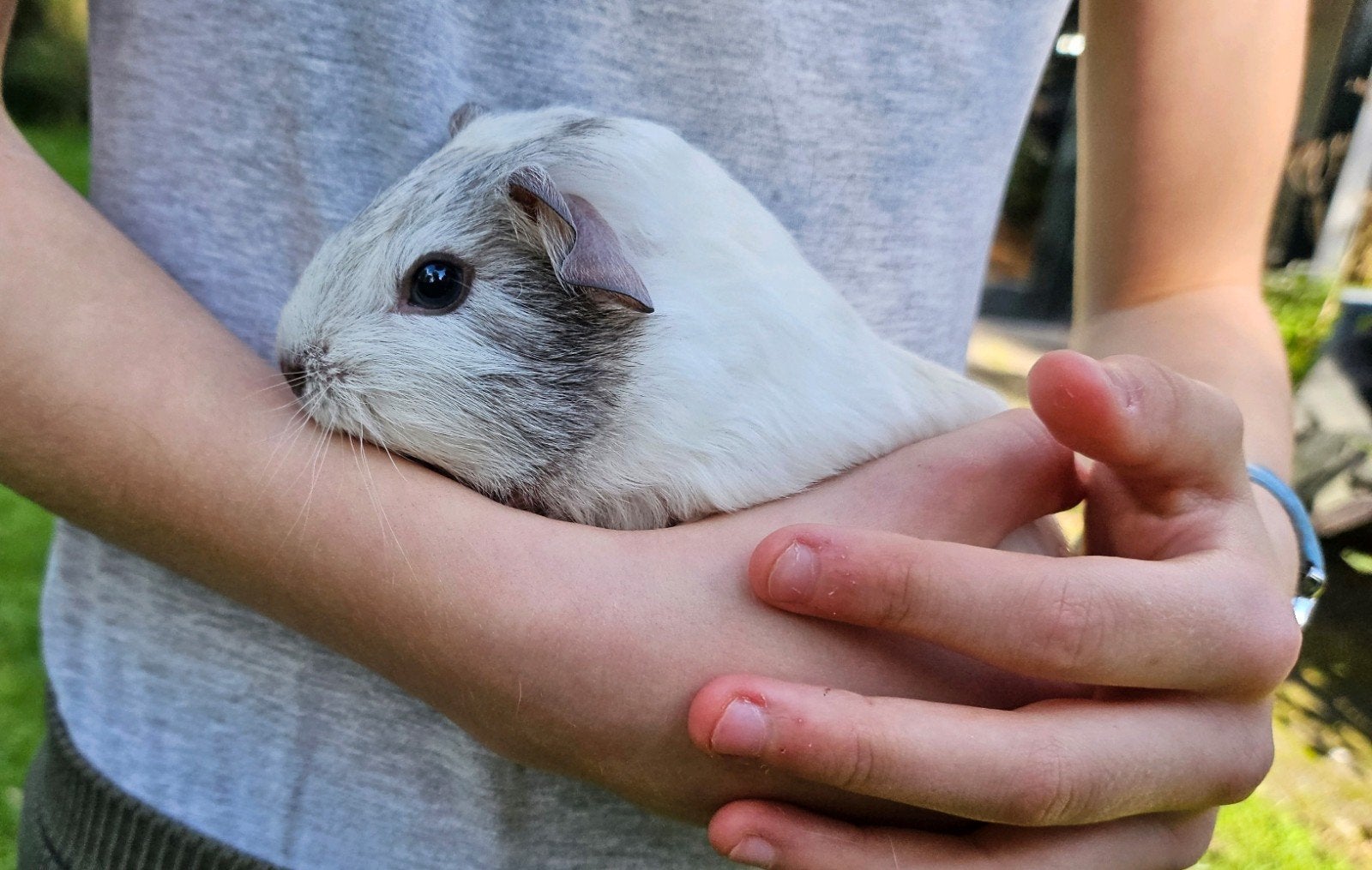 Mooi lief grijs-wit cavia beertje, Cavia, Mannelijk, Tam, September