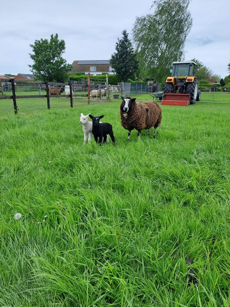 Ooi met 2 ramlammeren, Dieren en Toebehoren, Schapen, Geiten en Varkens, Vrouwelijk, Schaap