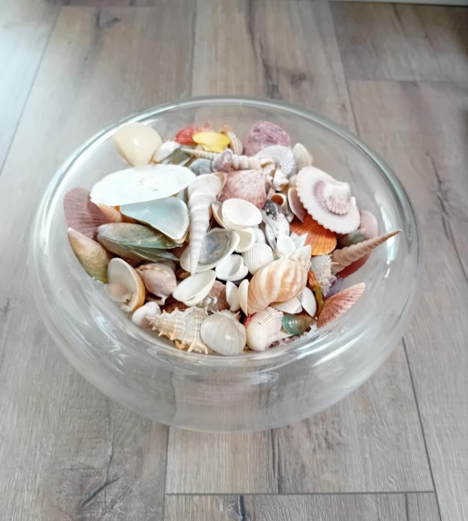 Schaal met allerlei schelpen, Verzamelen, Ophalen