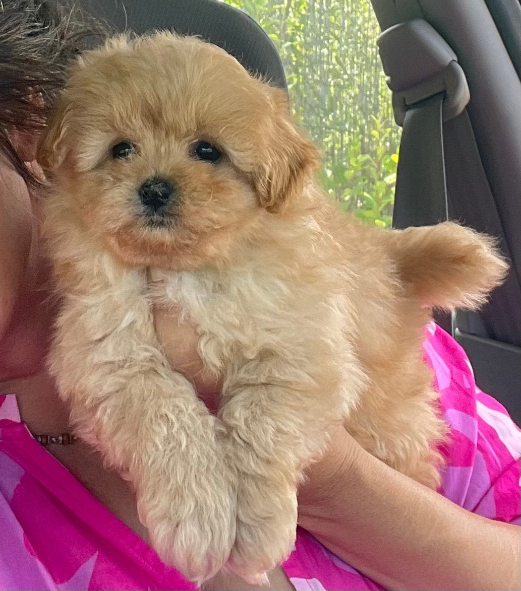Toy poedel  kruising pup, Parvo, 8 tot 15 weken, Eén hond, Nederland