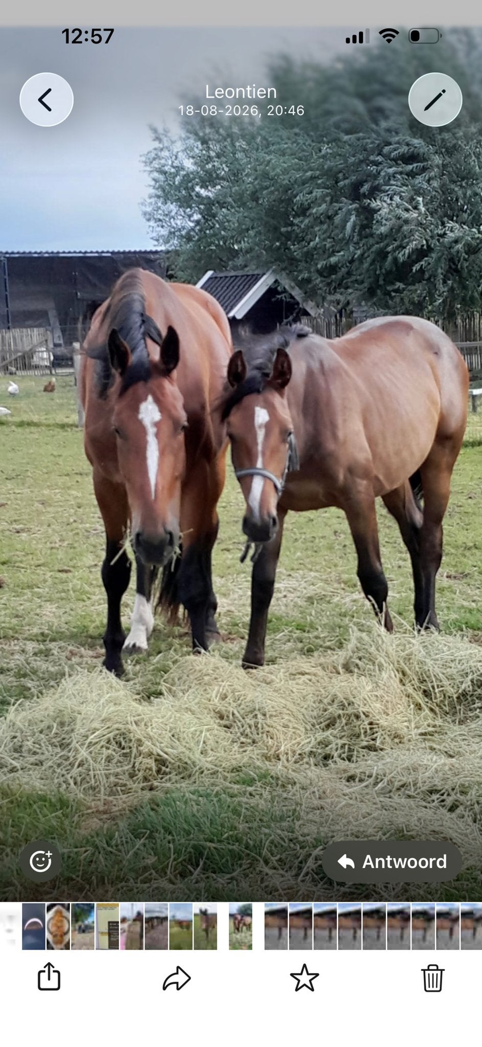 Merrie jaarling chaccolino x denzel, Merrie, Springpaard, Met stamboom, Niet van toepassing