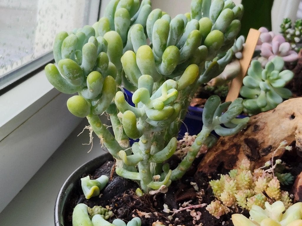 Pachyphytum Werdermannii succulent cuttings, Huis en Inrichting, Vetplant, Ophalen of Verzenden, In pot, Minder dan 100 cm