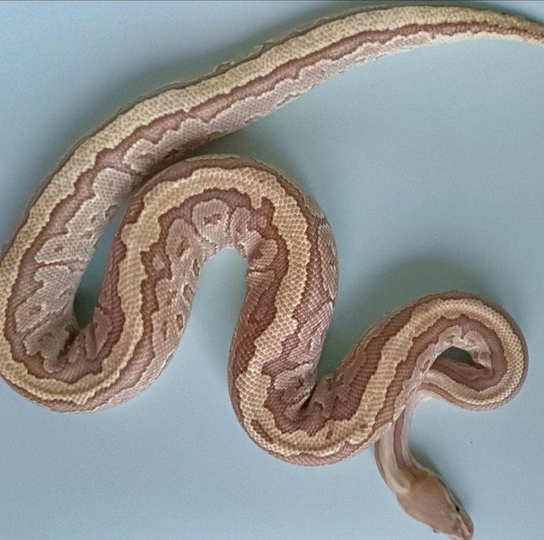 koppeltje koningspythons Ball Python photo 2