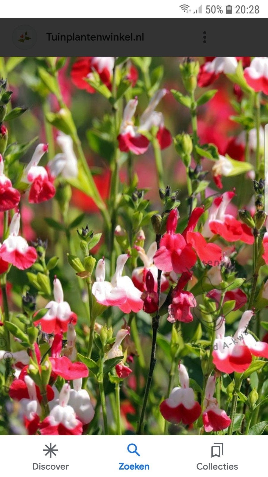 Salvia Red Lips, Vaste plant, Halfschaduw, Zomer, Ophalen