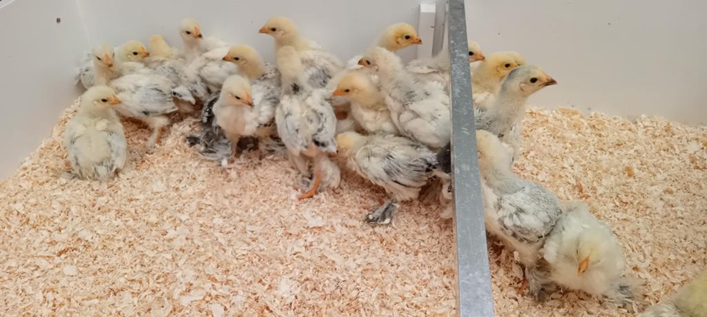 Brahma kuikens, Geslacht onbekend, Kip