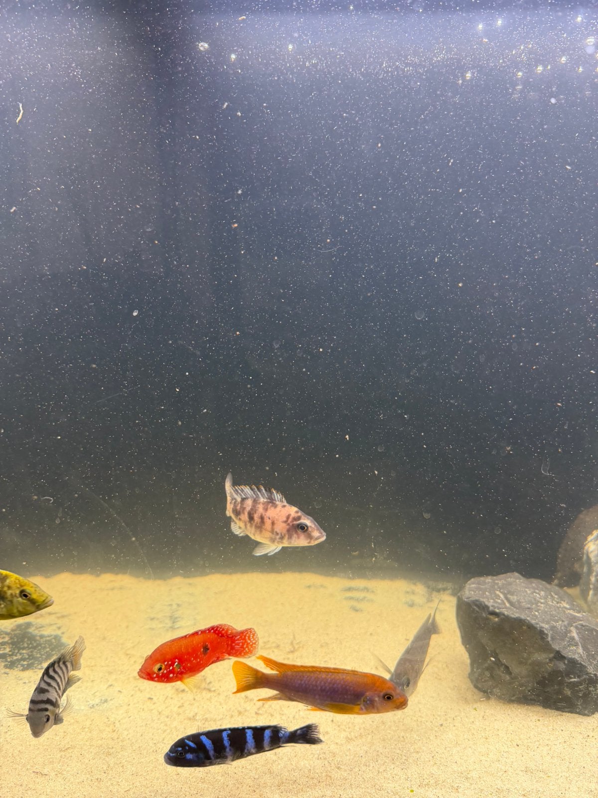 Cicliden, Dieren en Toebehoren, Vissen | Aquariumvissen, Vis