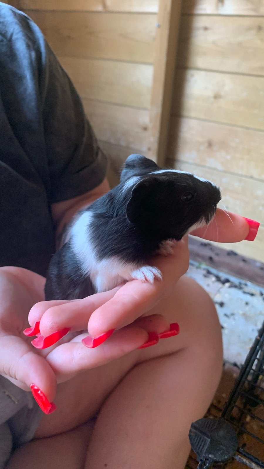 Lief cavia zeugje, Dieren en Toebehoren, Cavia, Augustus, Vrouwelijk, Tam