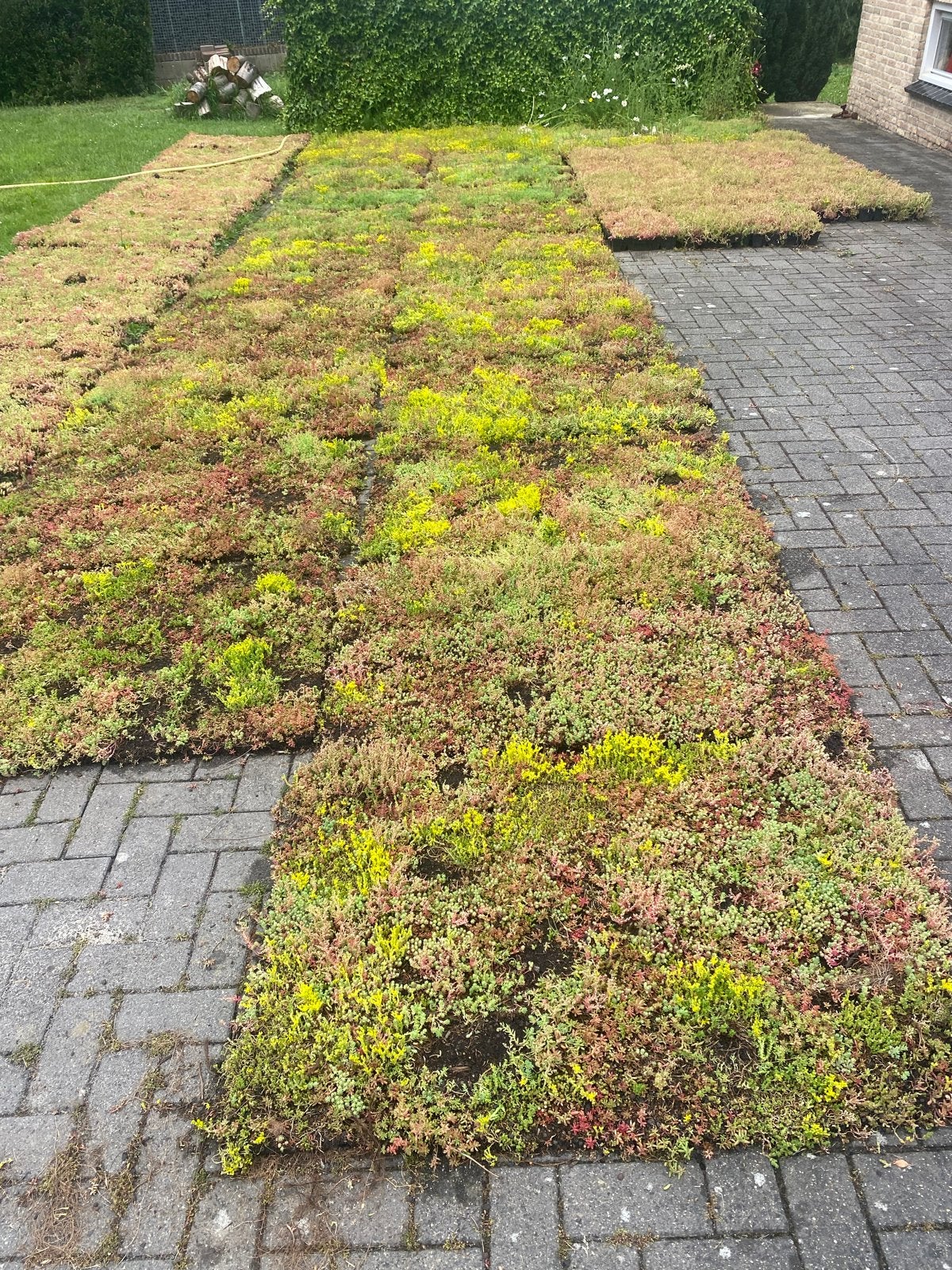 Sedum voor groen dak of bodembedekking - Cor Derksen, Bodembedekkers, Volle zon, Vaste plant, Ophalen of Verzenden