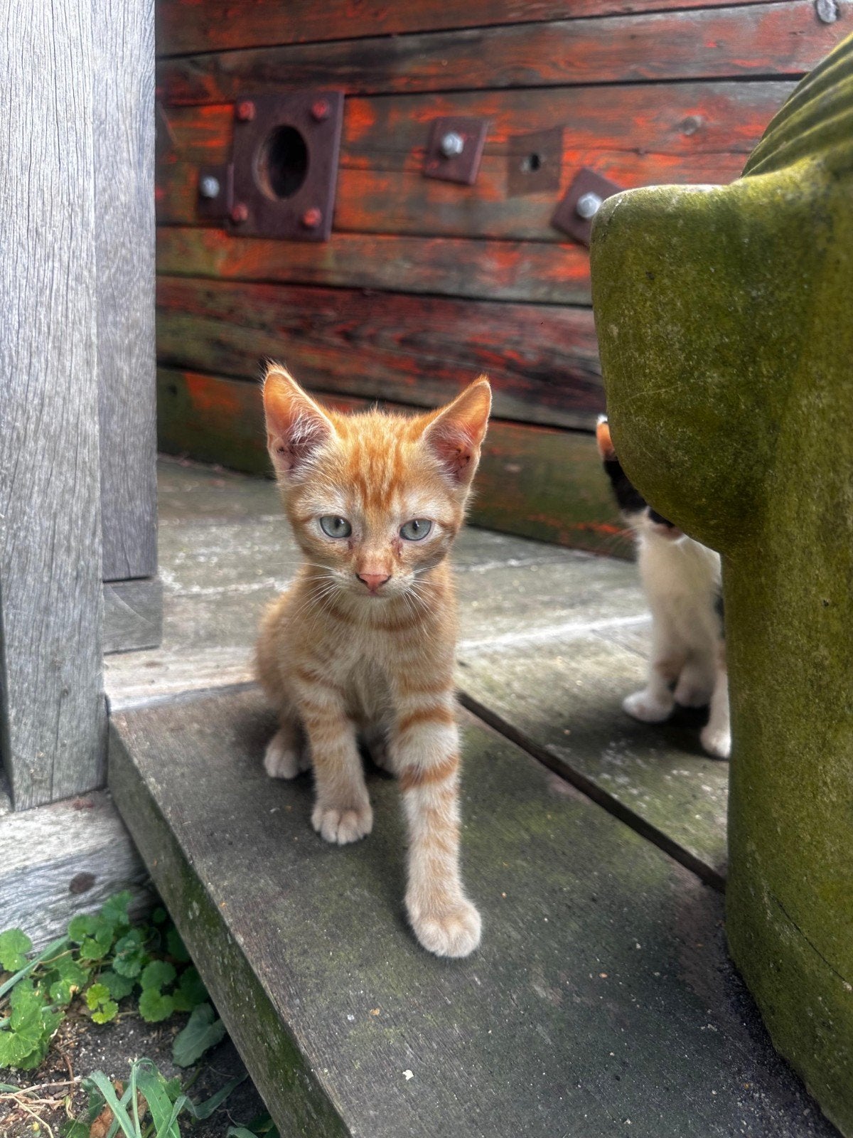 jonge kittens, Meerdere dieren, Kortharig, 0 tot 2 jaar
